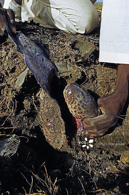 非洲西部肺鱼及其茧提取物，喀麦隆图片素材
