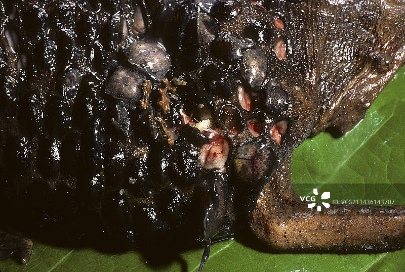 携带幼崽的苏里南蟾蜍（法属圭亚那）图片素材