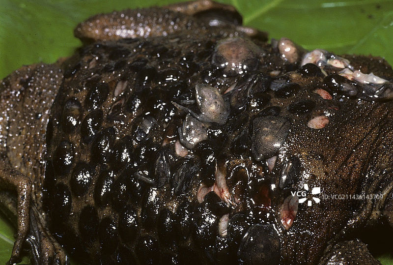 携带幼崽的苏里南蟾蜍（法属圭亚那）图片素材