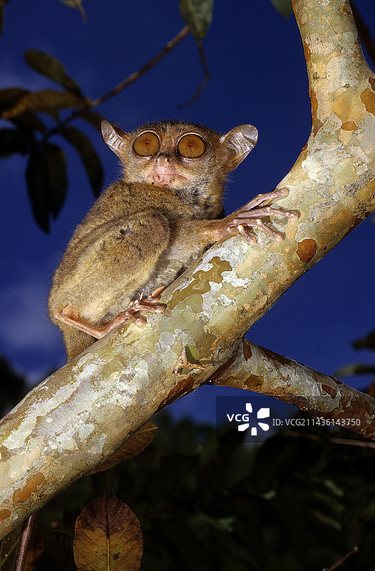 菲律宾眼镜猴，树枝上，保和岛，菲律宾图片素材