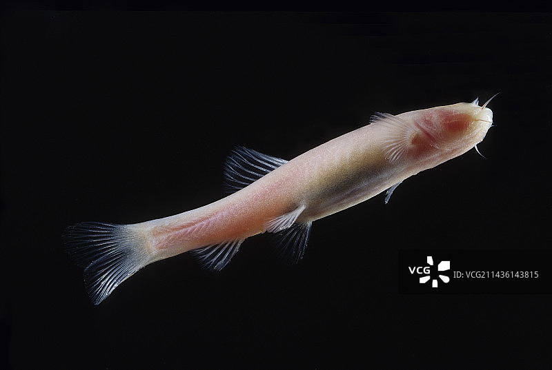 黑色背景上的索马里洞穴鱼图片素材