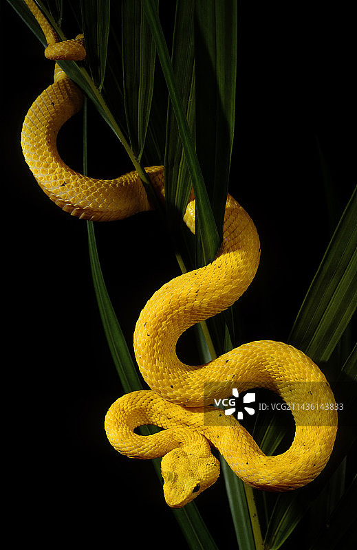 黑色背景下手掌树上的睫毛蝮蛇图片素材