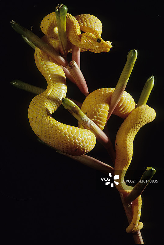 黑色背景上的睫毛蝮蛇图片素材