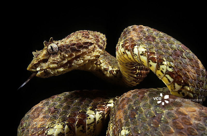 黑背景下的睫毛蝰蛇肖像图片素材