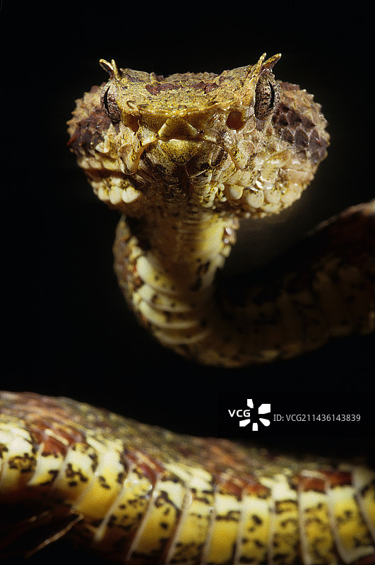 黑背景下的睫毛蝰蛇肖像图片素材