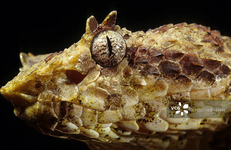 黑背景下的睫毛蝰蛇肖像图片素材