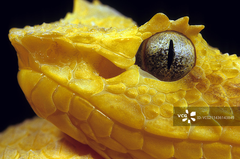 黑背景下的睫毛蝰蛇肖像图片素材