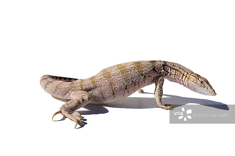 白色背景下的沙漠巨蜥图片素材