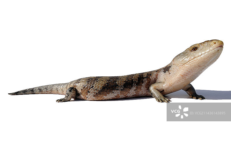 白色背景上的伊里安查亚蓝舌石龙子图片素材