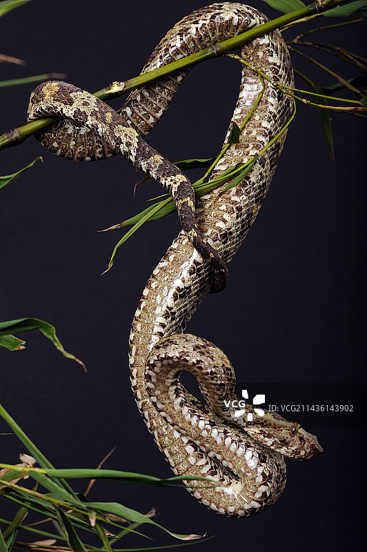 黑色背景竹子上的白唇竹叶青图片素材