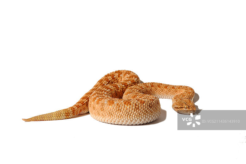 白色背景上的阿拉伯角蝰图片素材