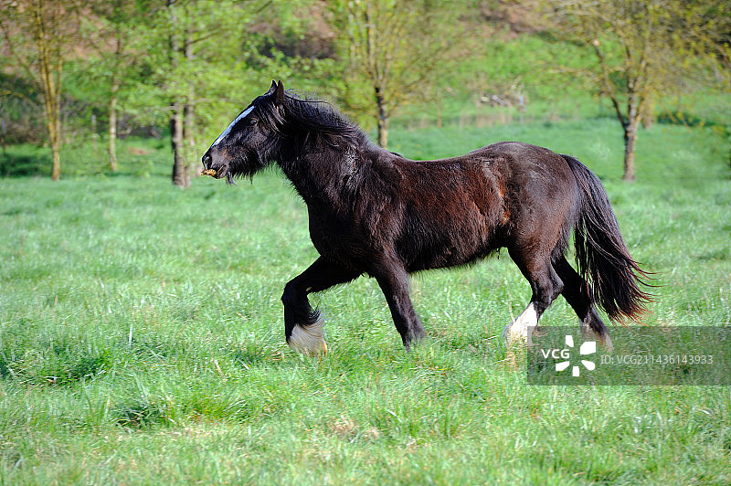 在法国草地上行走的爱尔兰科布马图片素材
