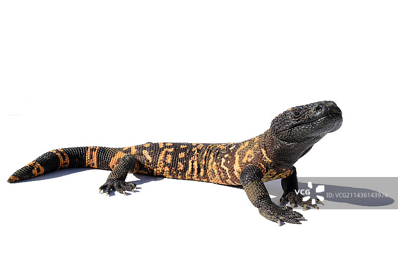 在工作室里的希拉毒蜥；亚利桑那州原生物种图片素材
