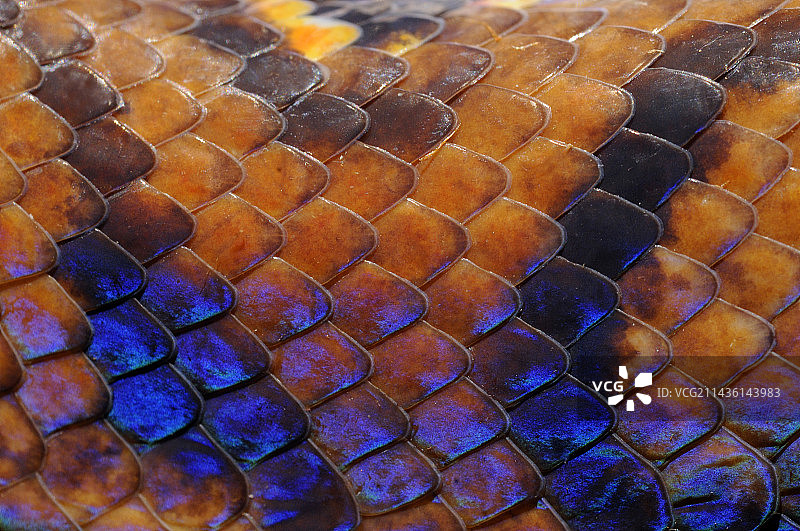 法属圭亚那彩虹蟒蛇皮特写图片素材