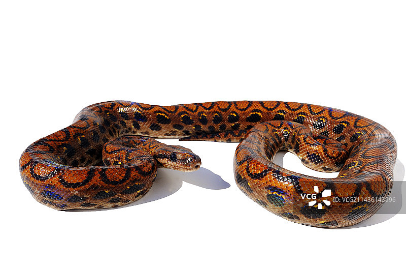 影棚中的彩虹蚺；原产于法属圭亚那图片素材