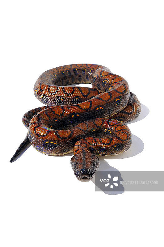 影棚中的彩虹蚺；原产于法属圭亚那图片素材