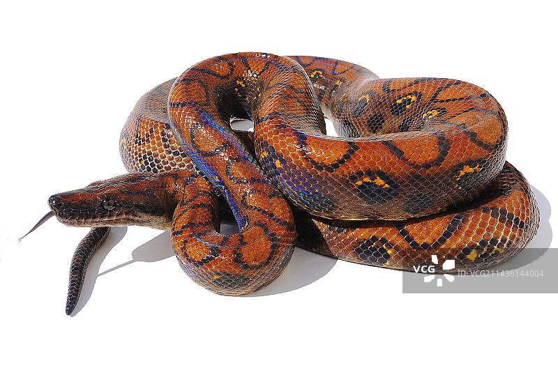 影棚中的彩虹蚺；原产于法属圭亚那图片素材