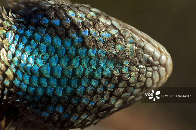 美国亚利桑那州克拉克刺蜥蜴的喉鳞图片素材