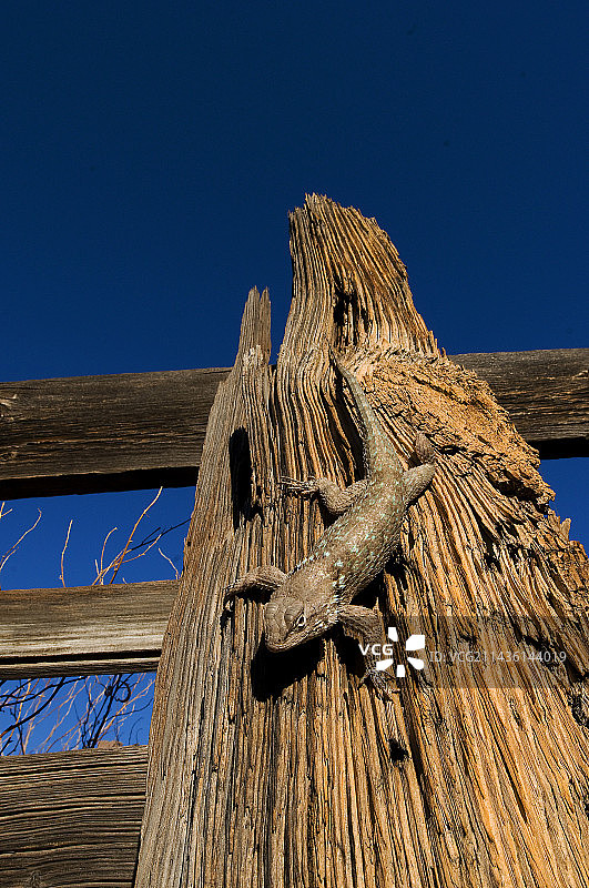 木栅栏上的克拉克刺蜥图片素材