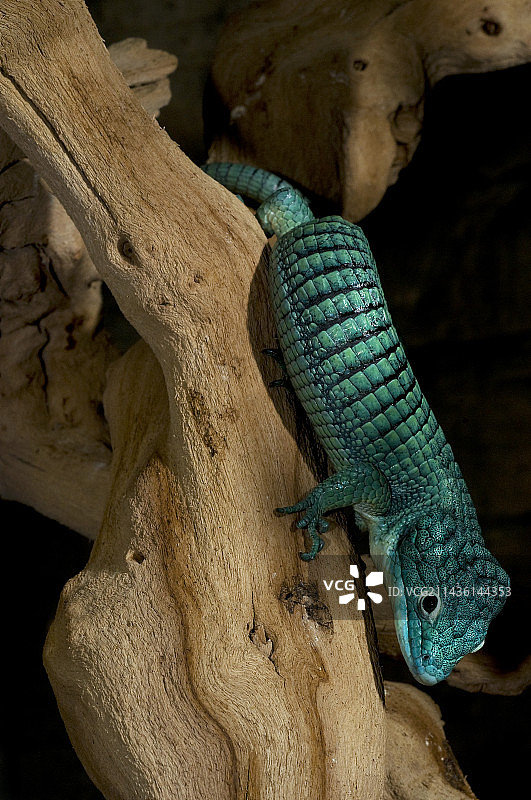 绿色树栖鳄蜥图片素材