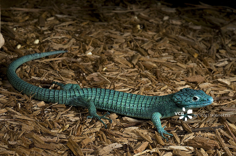 绿色树栖鳄蜥图片素材