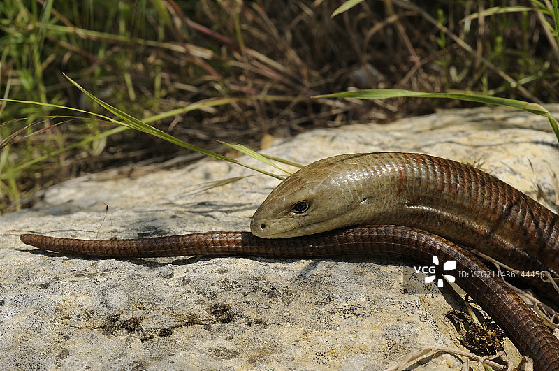 欧洲脆蛇蜥，克罗地亚岩石图片素材