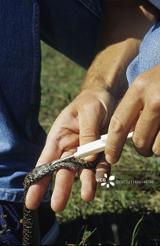 在蝰蛇身上安装芯片；分布于法国、瑞士和意大利图片素材