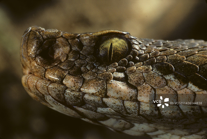 在法国、瑞士和意大利发现的欧洲蝰蛇肖像图片素材
