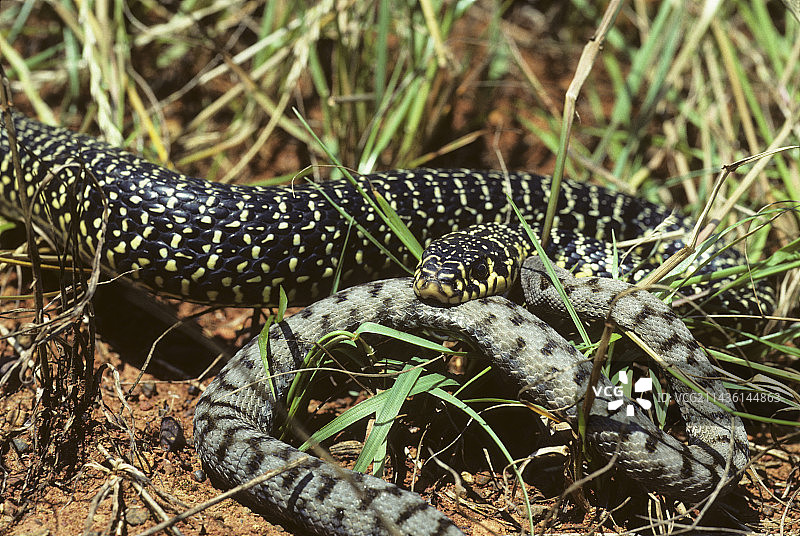 西方鞭蛇捕食蝰蛇图片素材