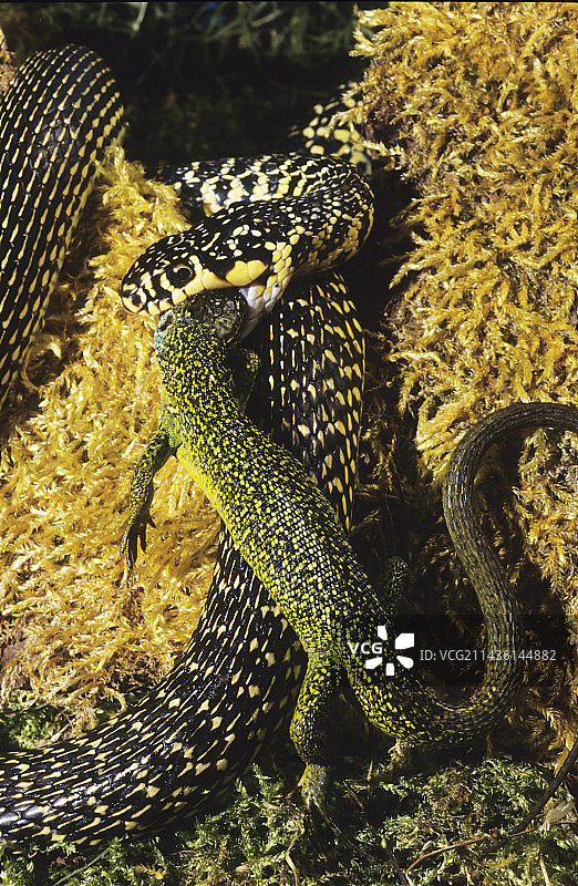 西部鞭蛇捕食绿蜥蜴图片素材