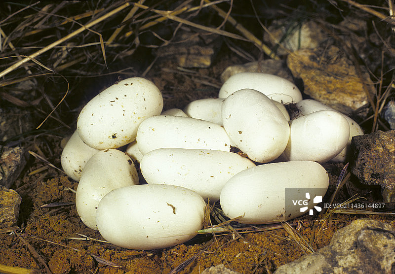 西部鞭蛇的卵图片素材