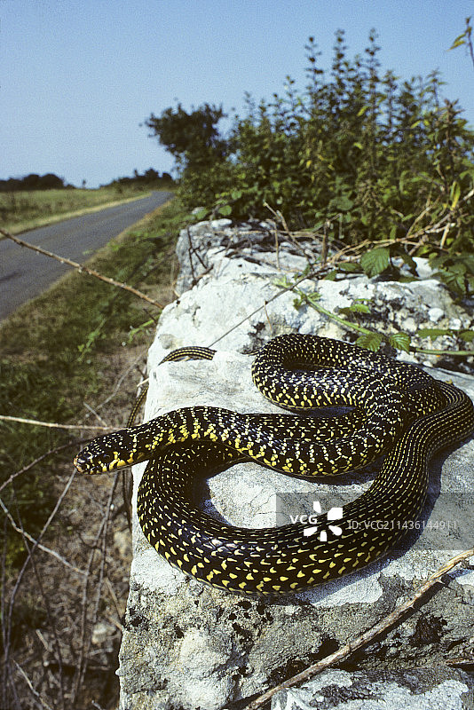 西部鞭蛇图片素材