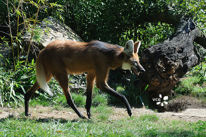鬃狼在草地上行走图片素材