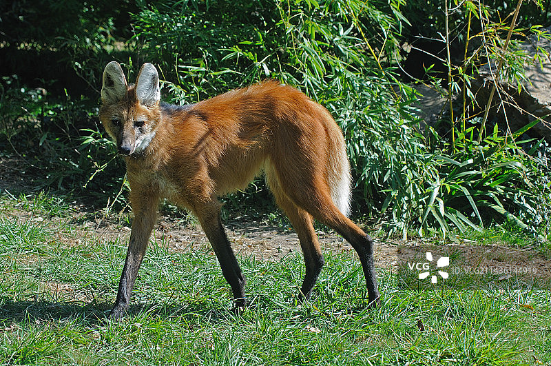 鬃狼在草地上行走图片素材