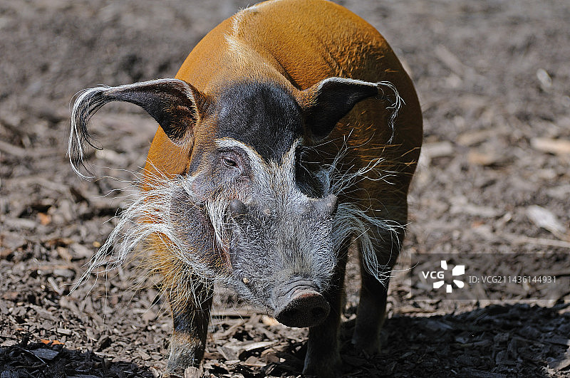 非洲中部的红河猪图片素材
