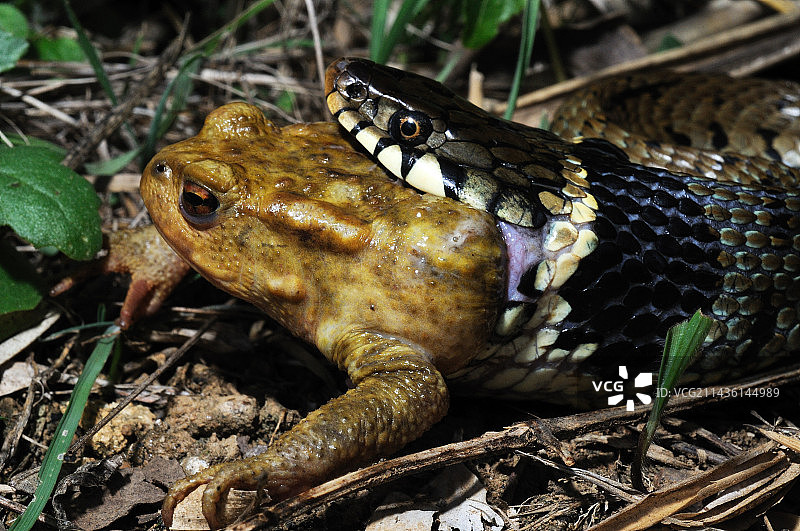 草蛇吞食蟾蜍（法国普瓦图）图片素材