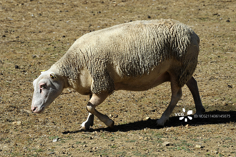 行走的沙莫瓦兹绵羊，法国图片素材