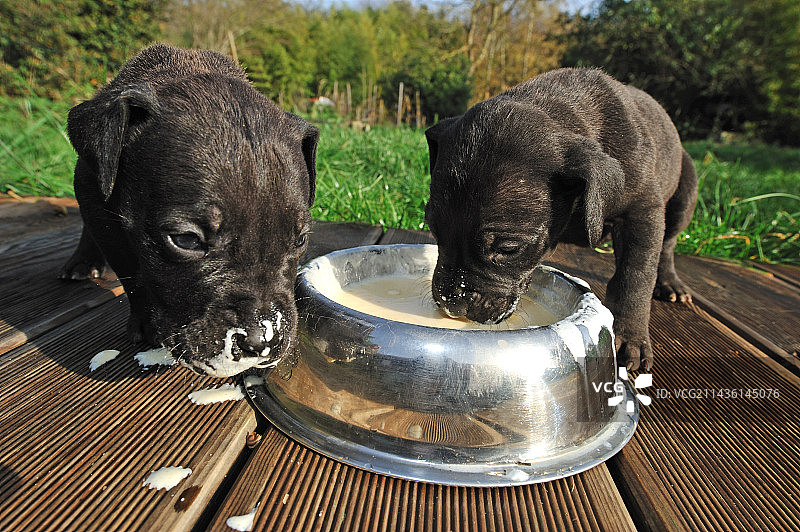 小大丹犬在露台进食图片素材