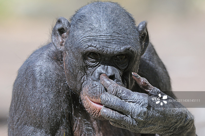 倭黑猩猩肖像图片素材