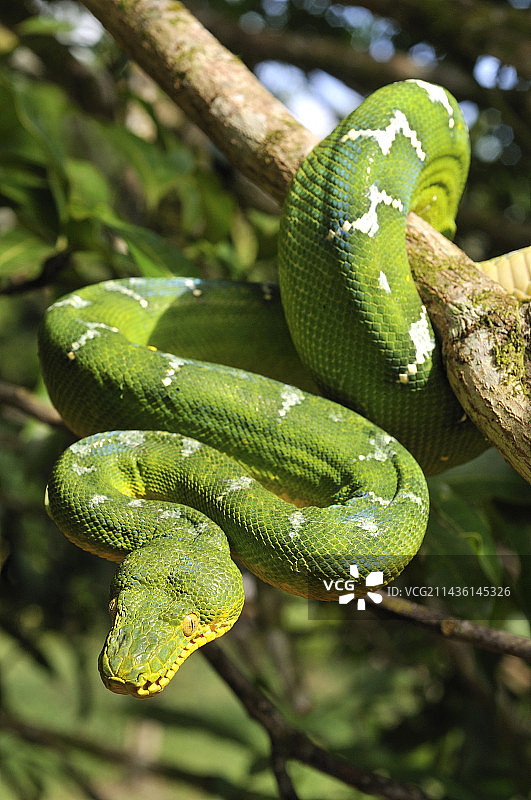 法属圭亚那树木枝干上的翠鸟图片素材