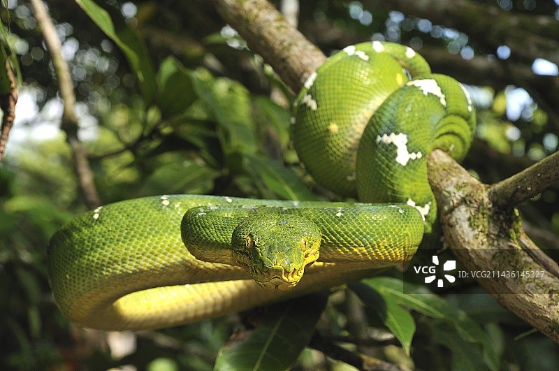 法属圭亚那树木枝干上的翠鸟图片素材