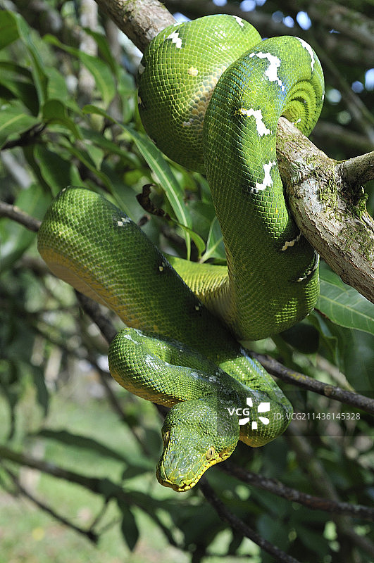 法属圭亚那树木枝干上的翠鸟图片素材