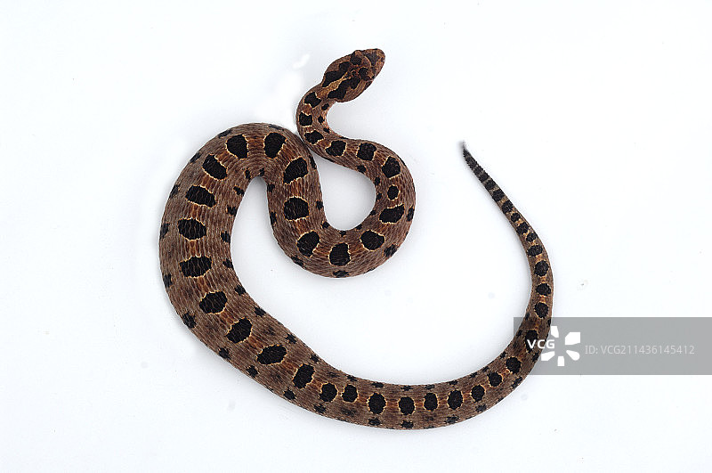 白色背景下的卡罗莱纳侏儒响尾蛇图片素材