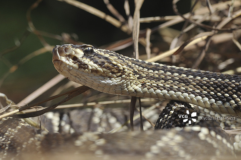 热带响尾蛇 портрет图片素材