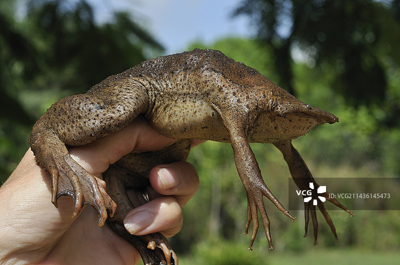 手持法属圭亚那的苏里南蟾蜍图片素材