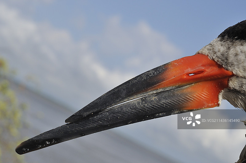 黑剪嘴鸥喙（法属圭亚那）图片素材