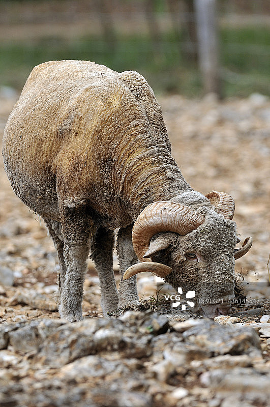 美利奴绵羊图片素材