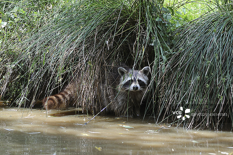 浣熊在北美洲的水中寻找食物图片素材