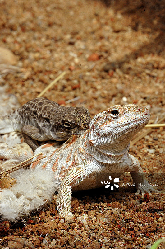 正在交配的长鼻豹蜥，美国西部，墨西哥北部图片素材