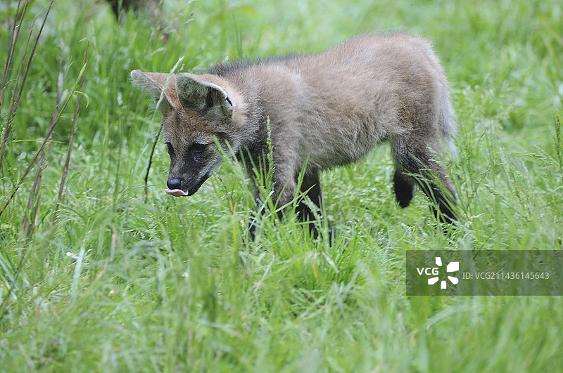 南美洲的鬃狼幼崽图片素材